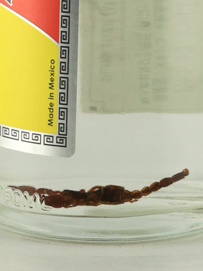 Scorpion Mezcal Hoben