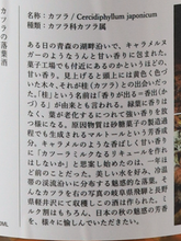 Load image into Gallery viewer, Ochibashu Katsura Milk 500ml