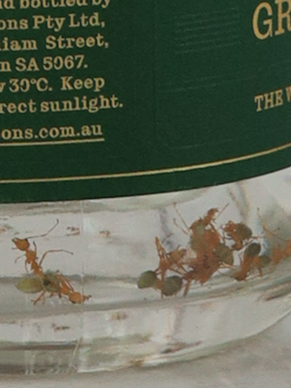 Australian Green Ant Gin